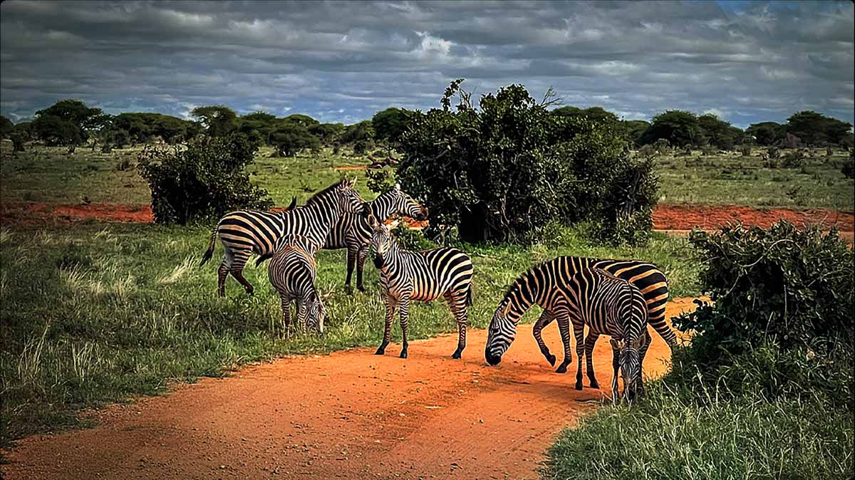 TCL AiPQ Processor Ai-SCENE