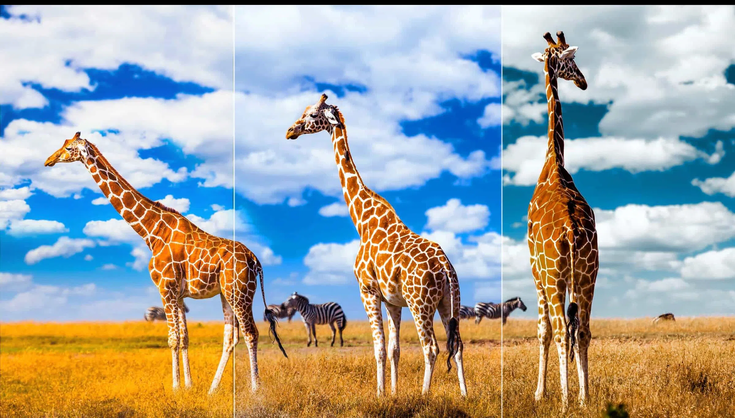 TCL C845 TV Ai-COLOR