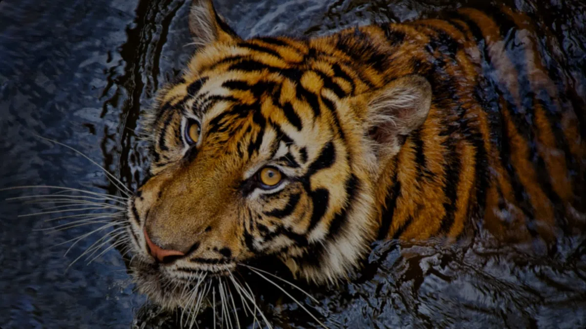 טלוויזיה חכמה C855 Premium QD-Mini LED מבית TCL