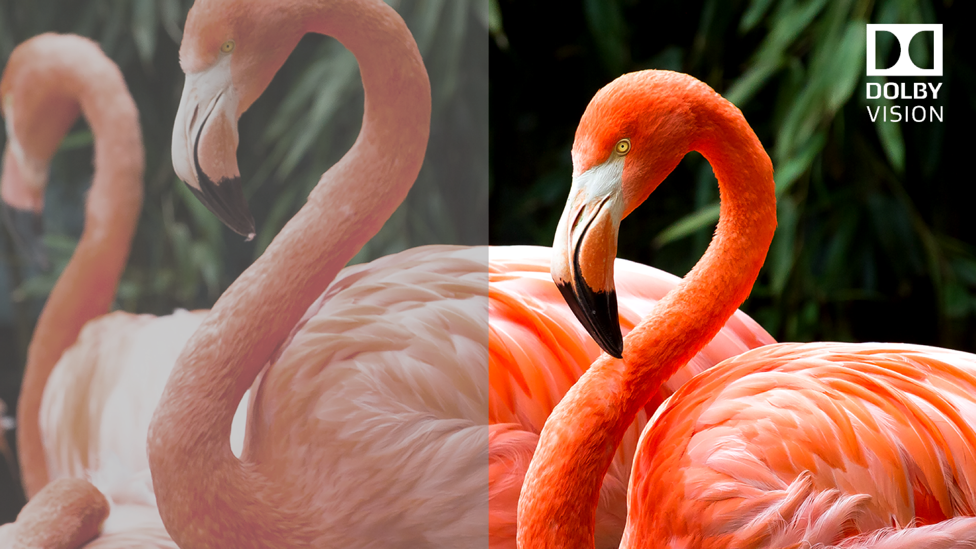 TCL c728 Dolby Vision