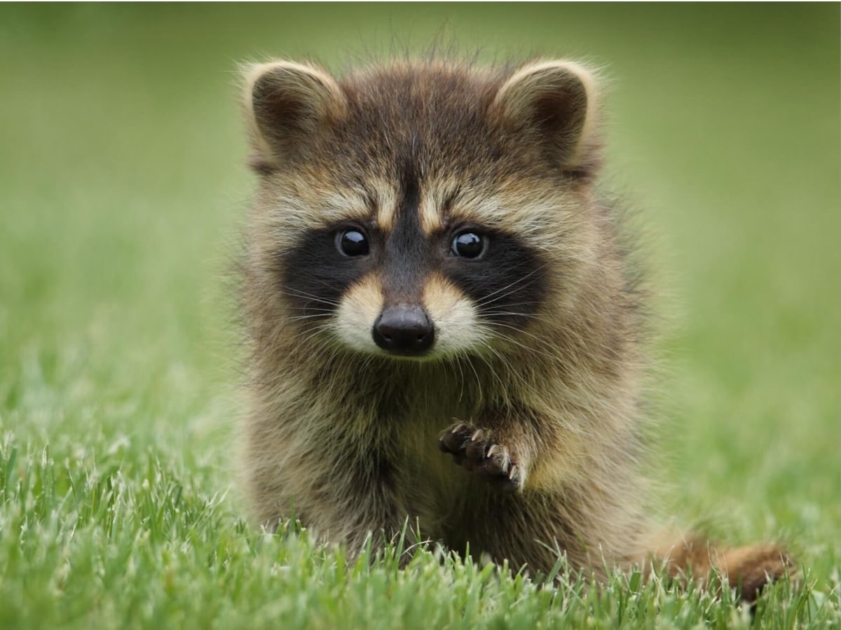 iFFALCON U62 Beautiful in the Background